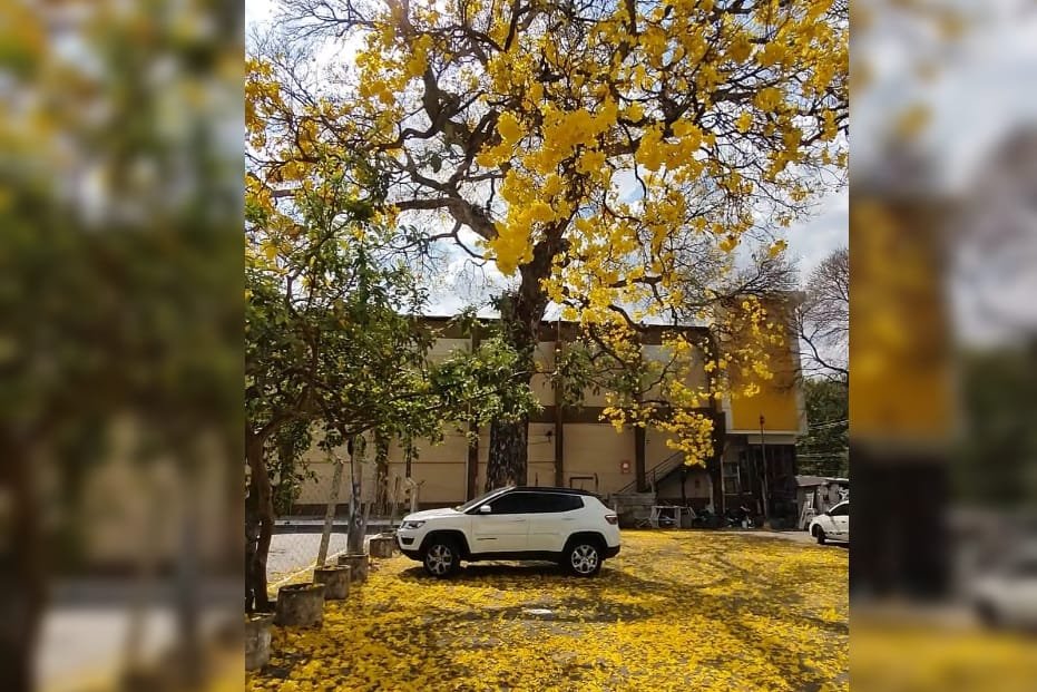 goias ipe amarelo