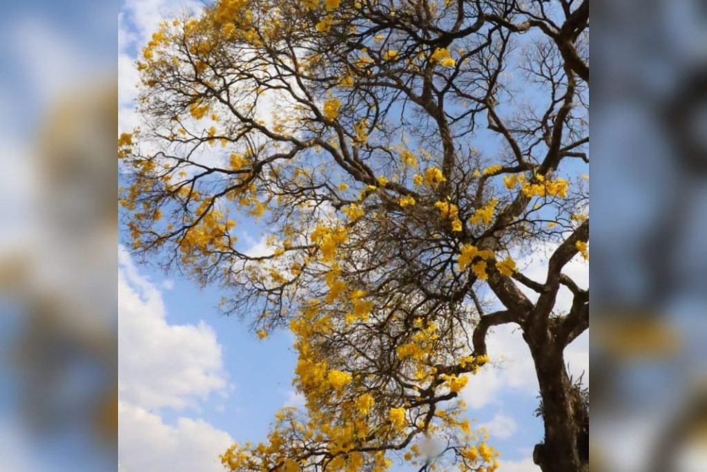 goias ipe amarelo