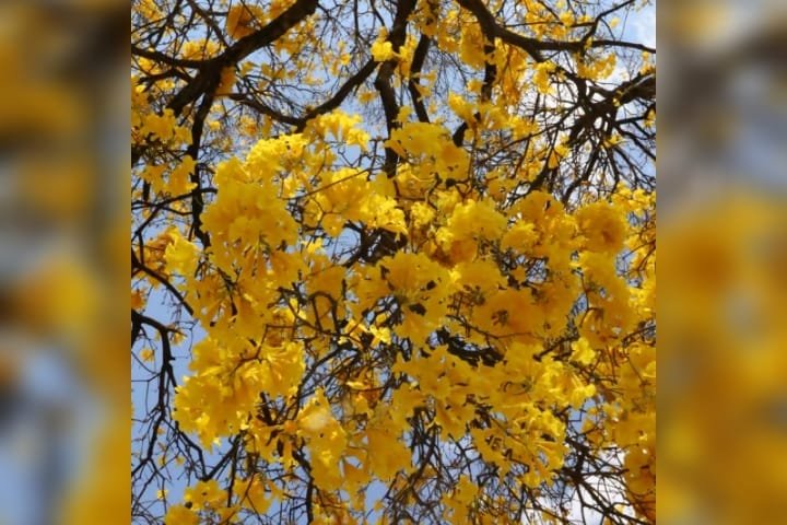 goias ipe amarelo