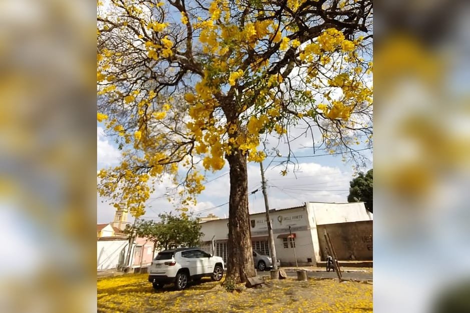 goias ipe amarelo