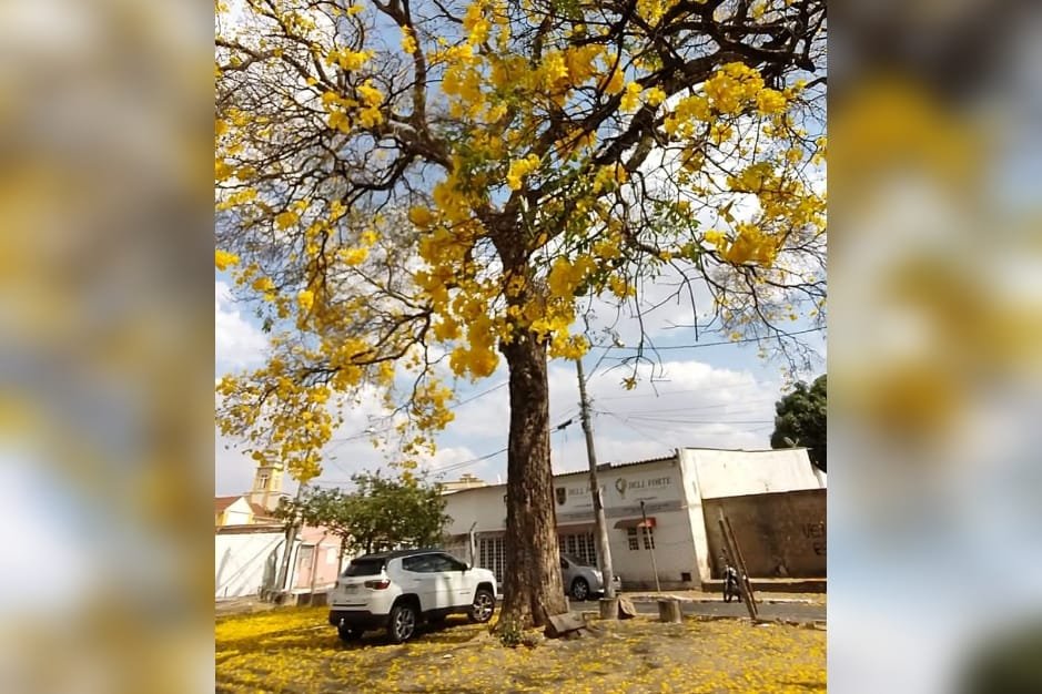 Goiânia: ipê considerado o mais velho pode ser tombado como patrimônio |  Metrópoles