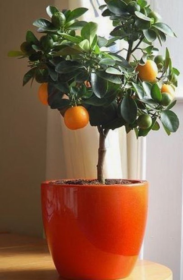 Imagem colorida de um vaso de plantas laranja e plantas verdes em cima