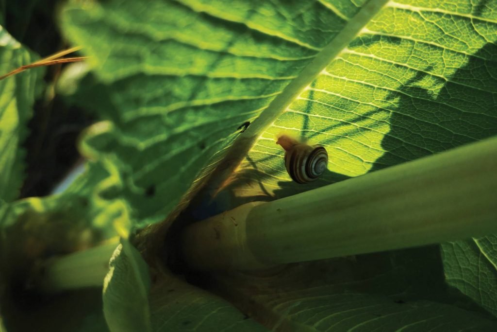 Caracol em planta com água