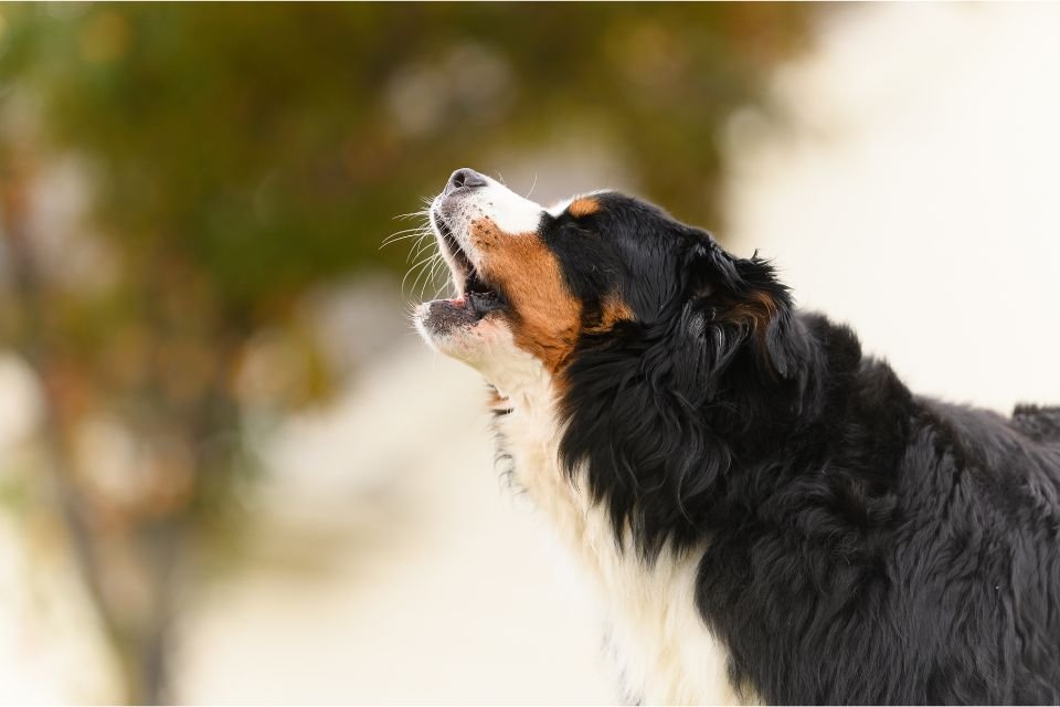 Cachorro de perfil latindo para o alto. Ele é peludo, tem focinho longo e pelagem predominantemente preta com manchas brancas e marrons. Ele está próximo de árvore desfocada ao fundo - Metrópoles