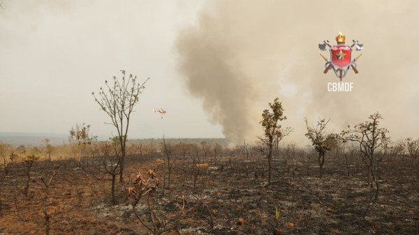 fumaça em vegetação