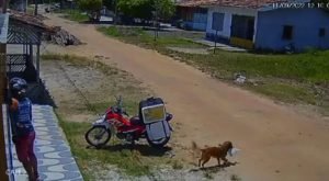 Vídeo: cachorro “ladrão” rouba marmita de entregador no Pará