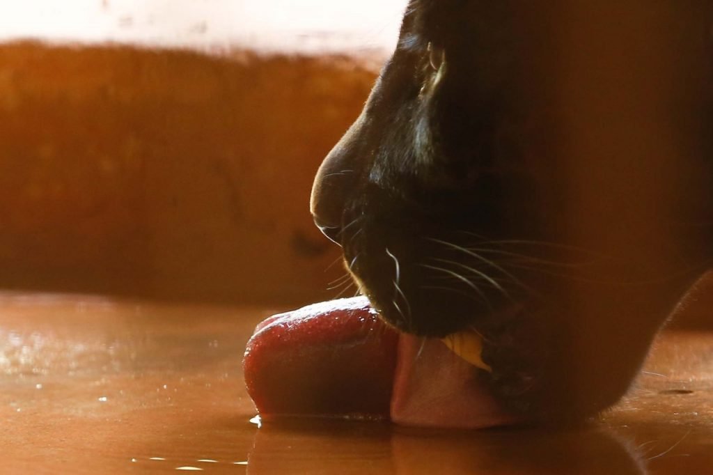 goias picoles para animais