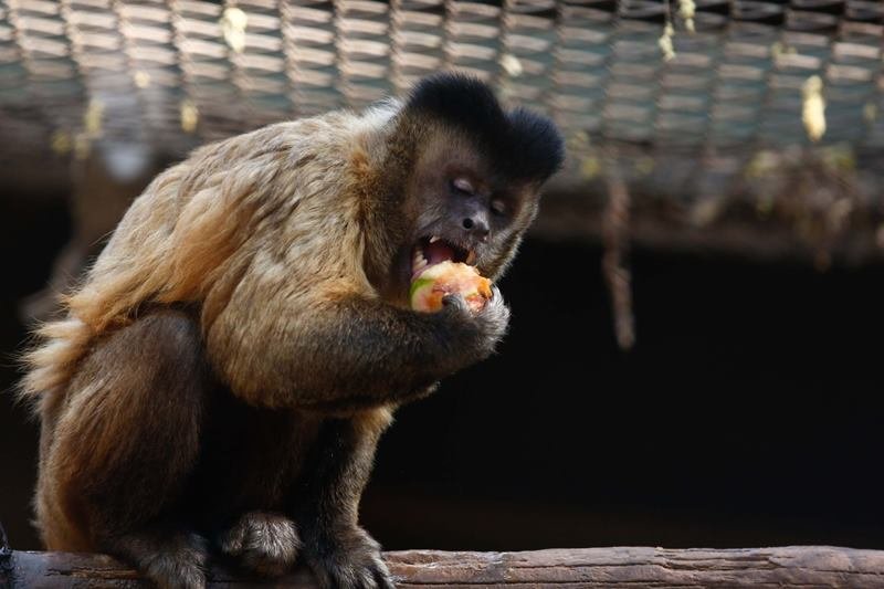 goias picoles para animais