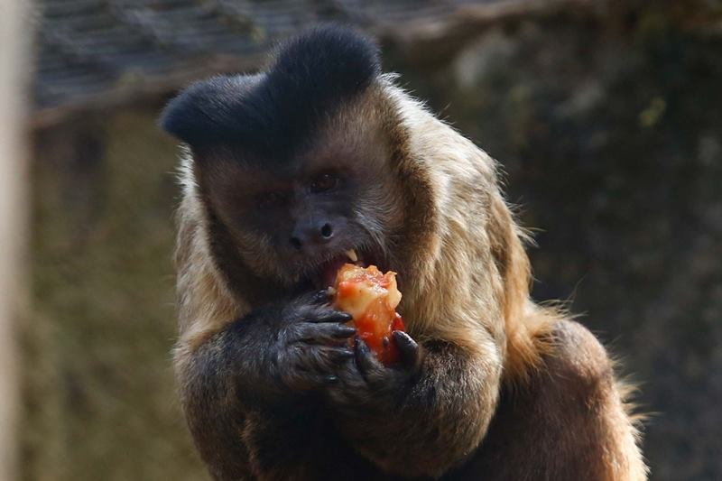 goias picoles para animais