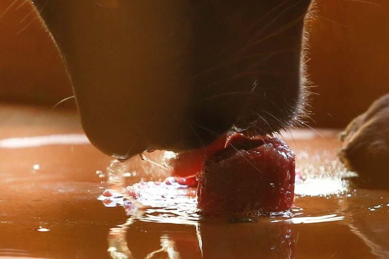 goias picoles para animais