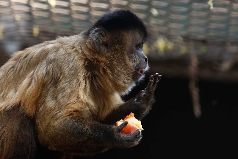 goias picoles para animais