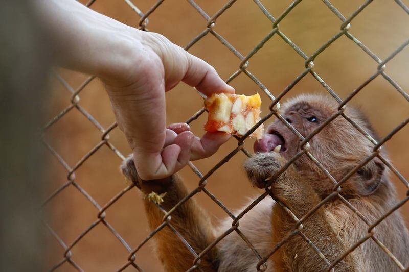 goias picoles para animais