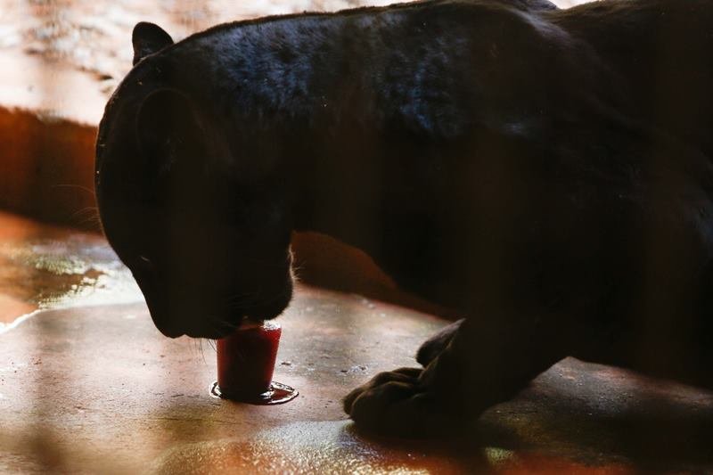 goias picoles para animais