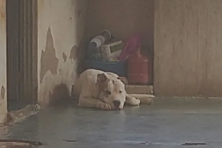 Pit-bull que foi recolhido de casa em Estrela do Norte, Goiás
