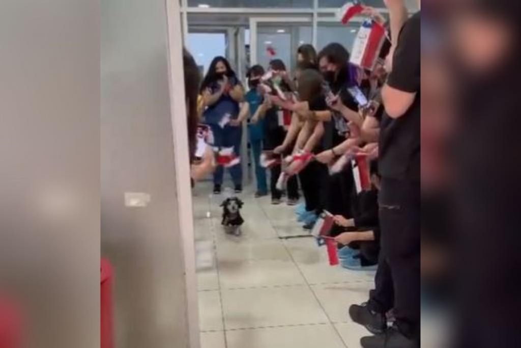 foto colorida de cachorrinho andando e pessoas em volta