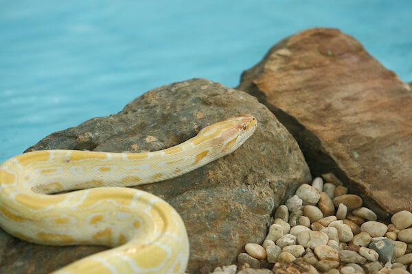 cobra serpente furto zoológico goiania (7) (1)