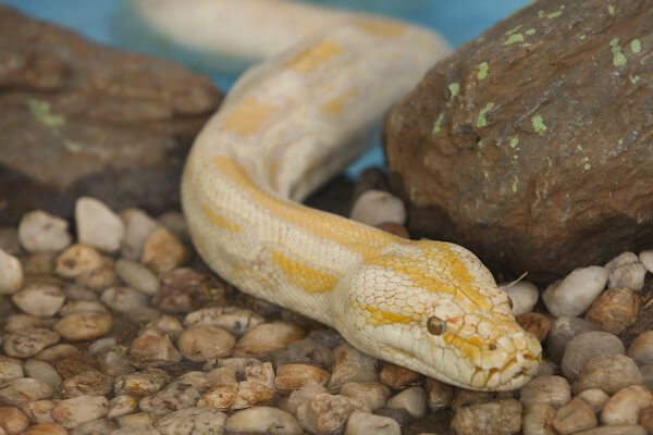 cobra serpente furto zoológico goiania (2) (1)