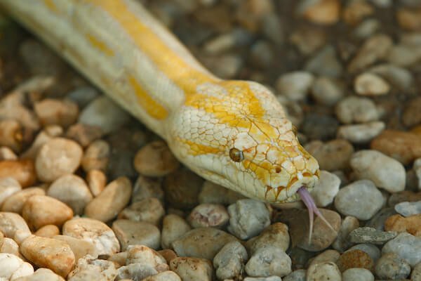 cobra serpente furto zoológico goiania (4) (1)