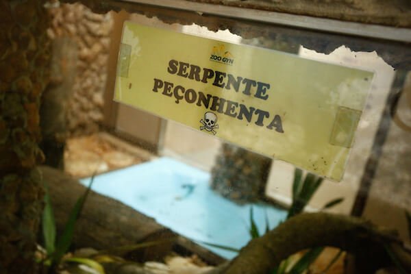 cobra serpente furto zoológico goiania (5) (1)