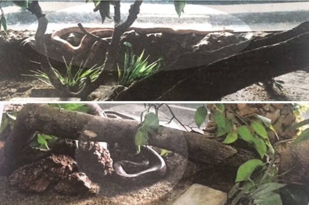 cobra serpente furto zoologico goiania (2)