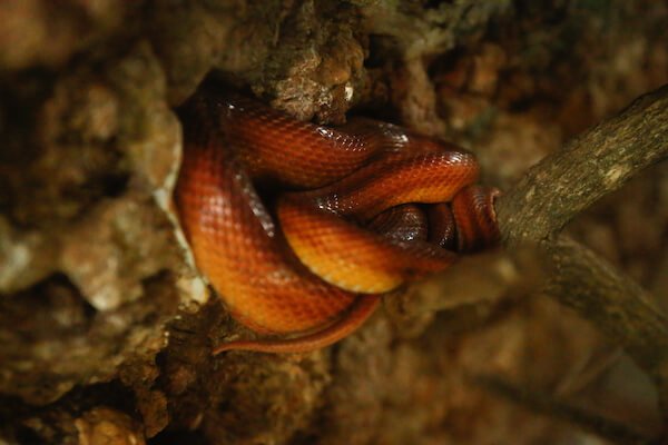 cobra serpente furto zoológico goiania (6) (1)