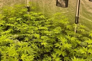 Plantação de maconha