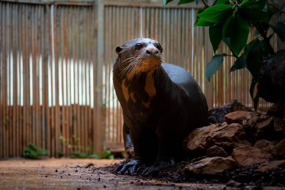 Ariranha Zoo