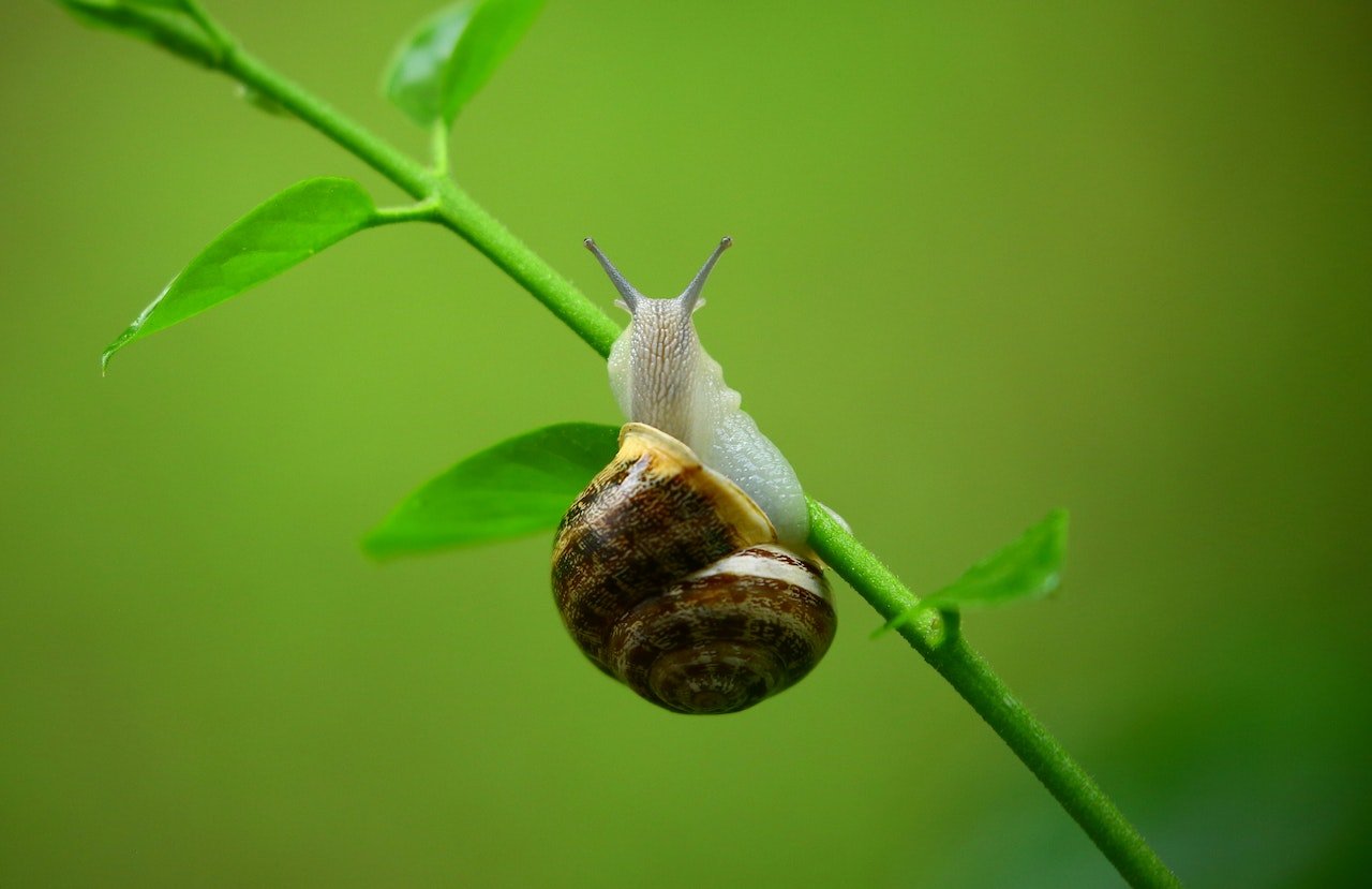 Muco de caracol: descubra o segredo inusitado de skincare dos coreanos