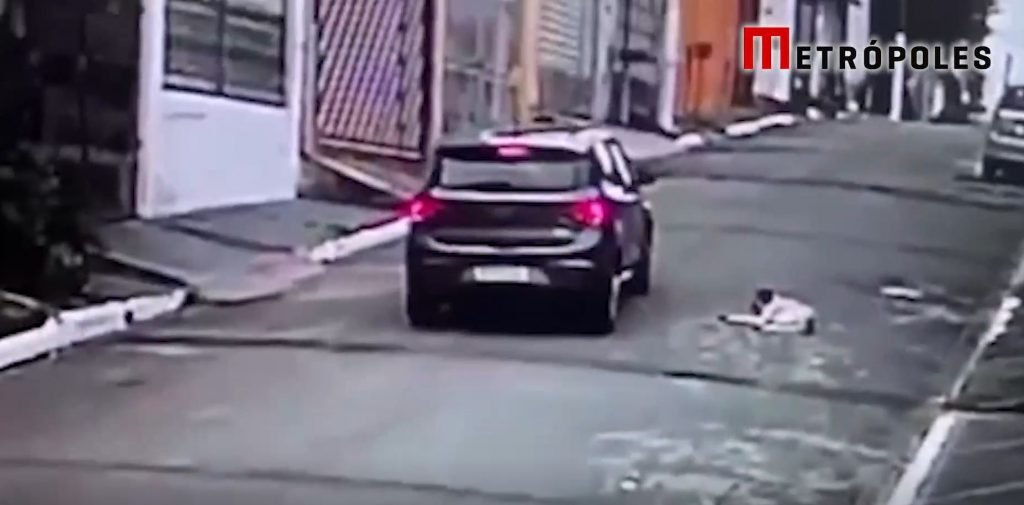 Cachorro morreu após ser atropelado propositalmente por motorista