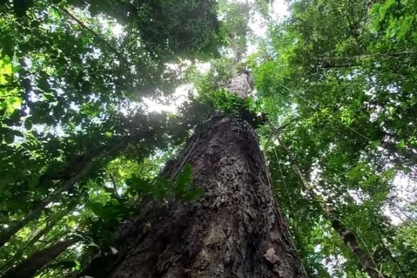foto colorida tirada de baixo da maior árvore da amazônia