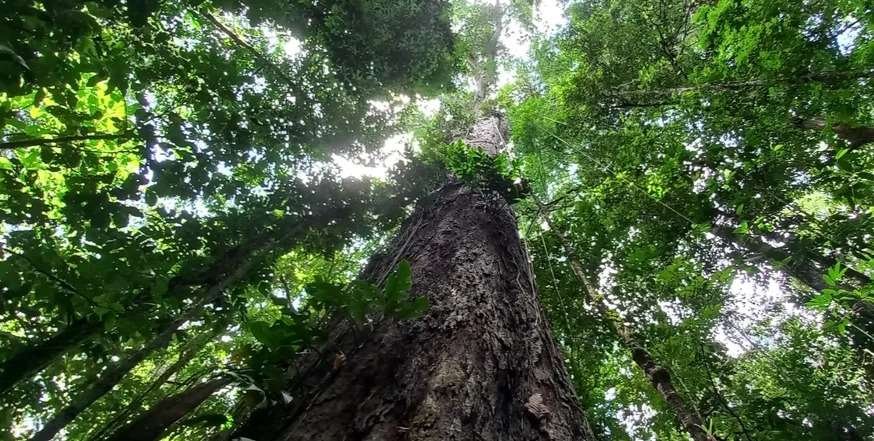 foto colorida tirada de baixo da maior árvore da amazônia - metrópoles