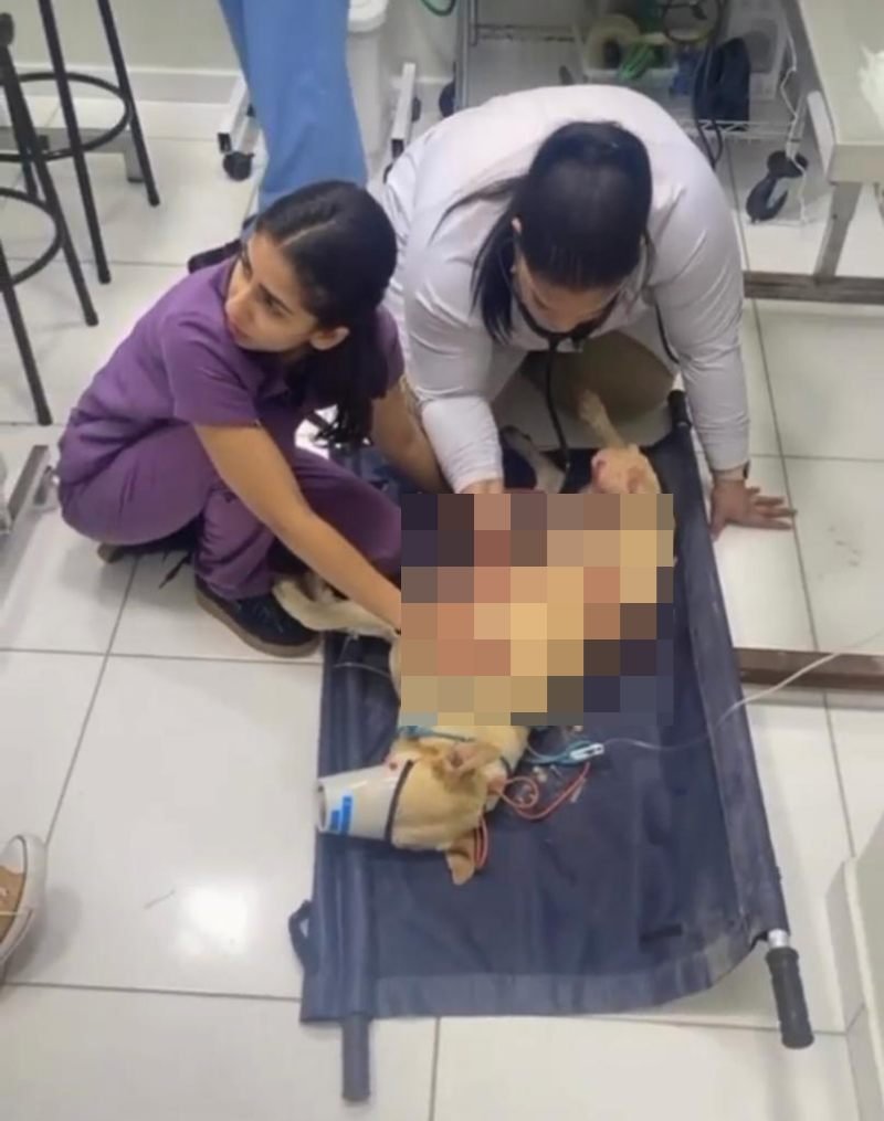 cachorro deitado com veterinárias cuidando