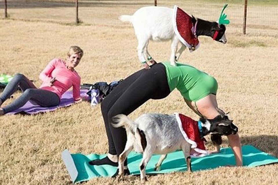 foto colorida de mulher com cabras
