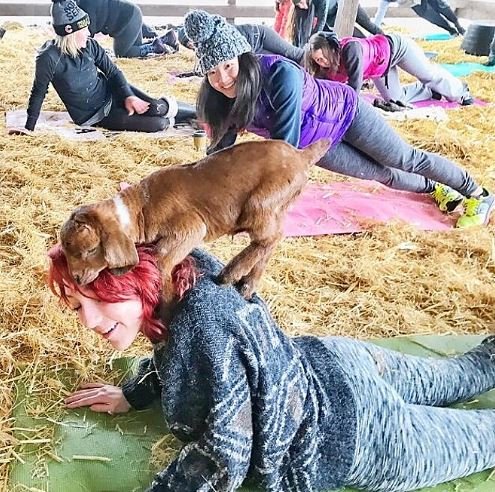 foto colorida de mulher com cabras