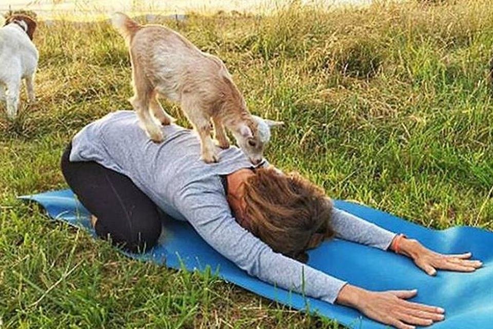 foto colorida de mulher com cabras