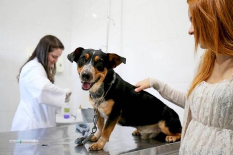 Projeto cria serviço de pronto atendimento emergencial gratuito para cães e gatos