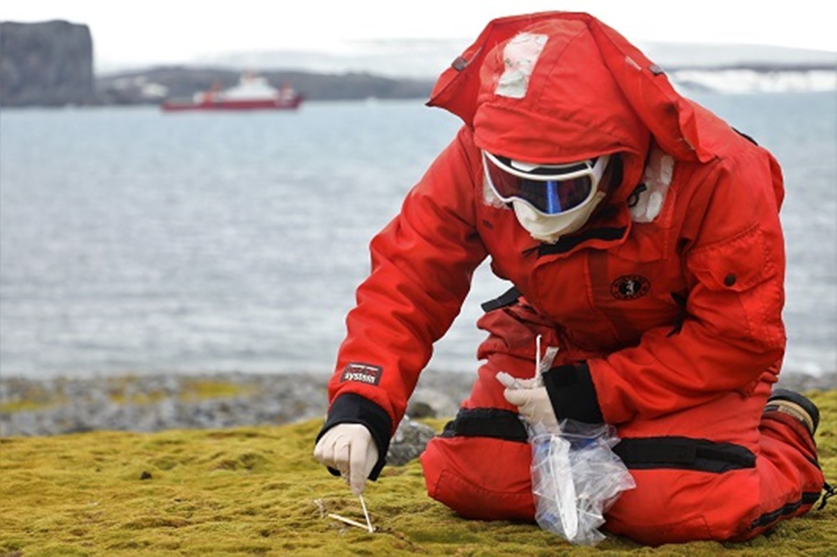 Fiocruz detecta fungo da histoplasmose pela primeira vez na Antártica