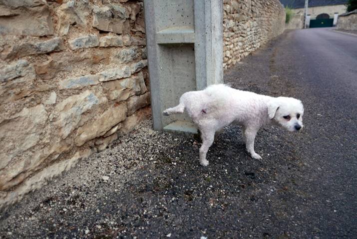 Cachorro branco de pequeno porte fazendo xixi em viga na rua - Metrópoles