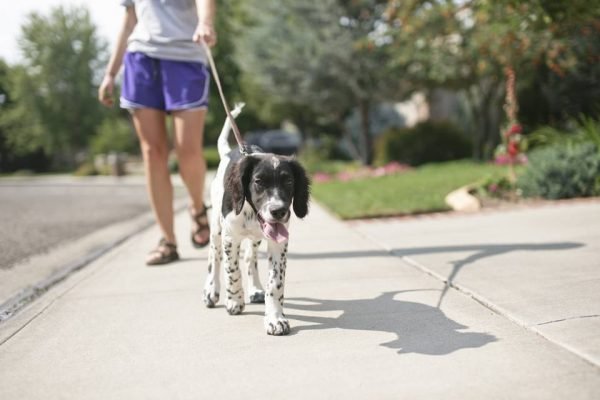 Pessoa branca de shorts e blusa passeia com cachorro preto e branco em coleira perto de pista. Ao fundo, um jardim - Metrópoles