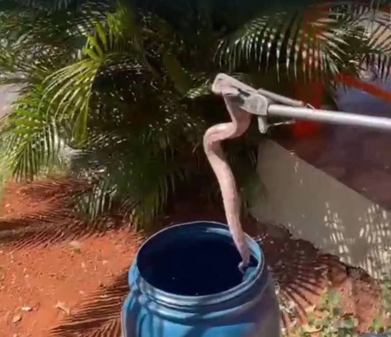Cobra é retirada de contêiner