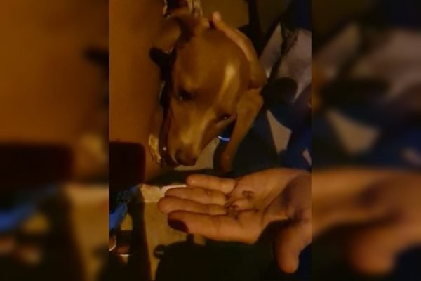 Cachorro caramelo comendo ração em mão
