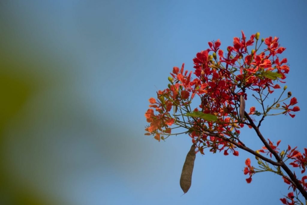 flores