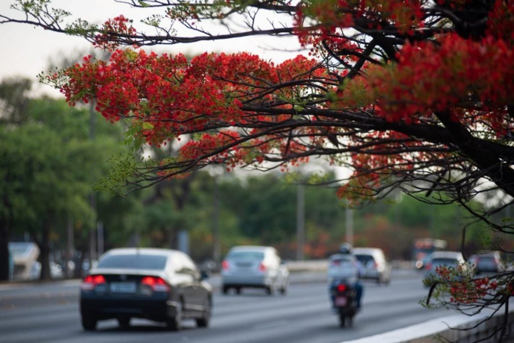 árvores com carros passando ao fundo