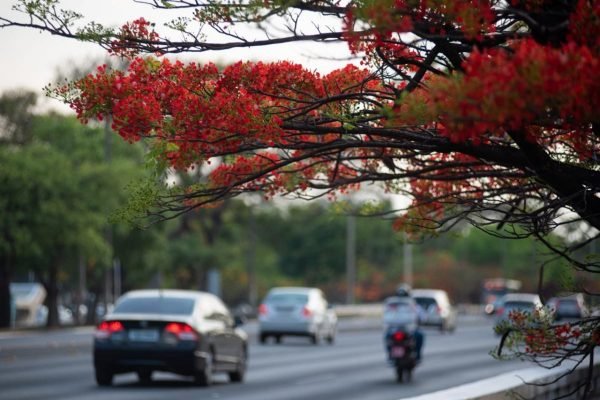 árvores com carros passando ao fundo