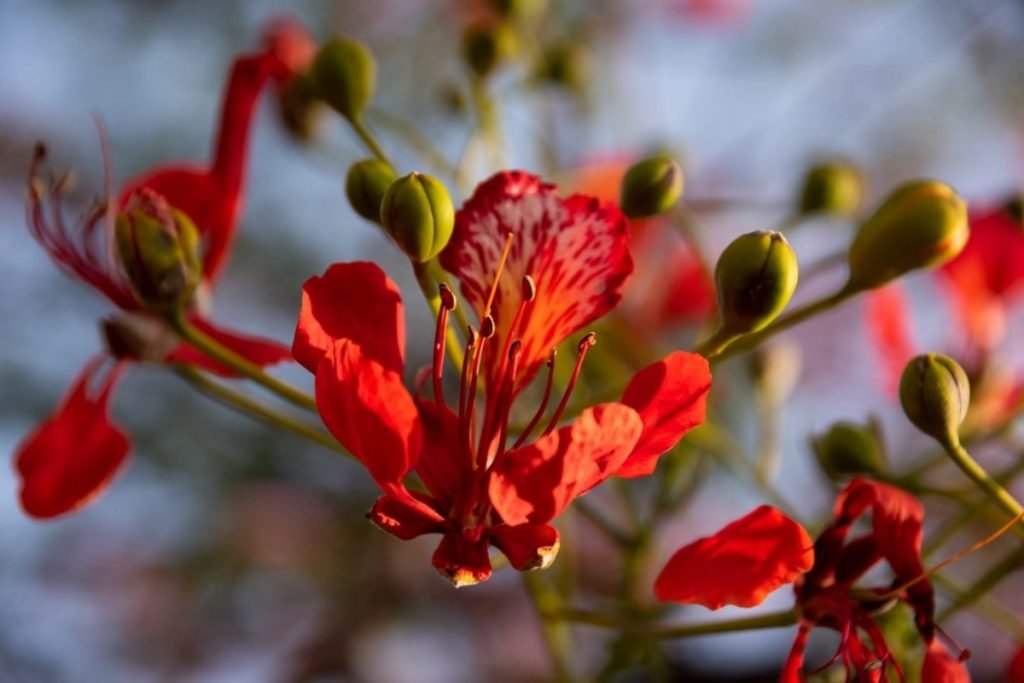 flor