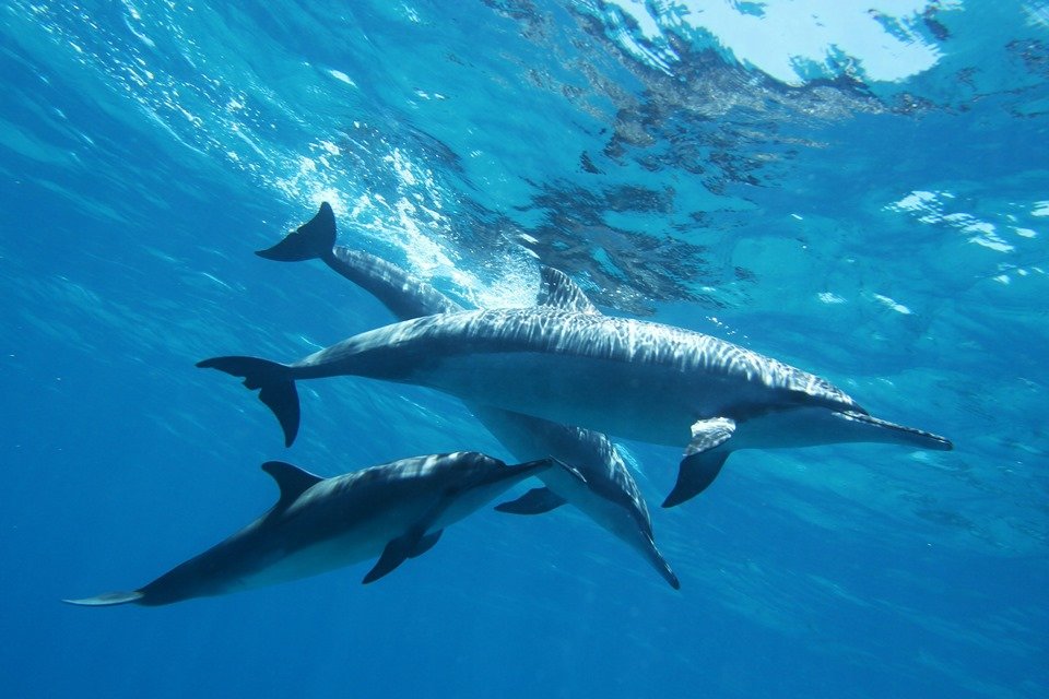 Golfinhos Fernando de Noronha 
