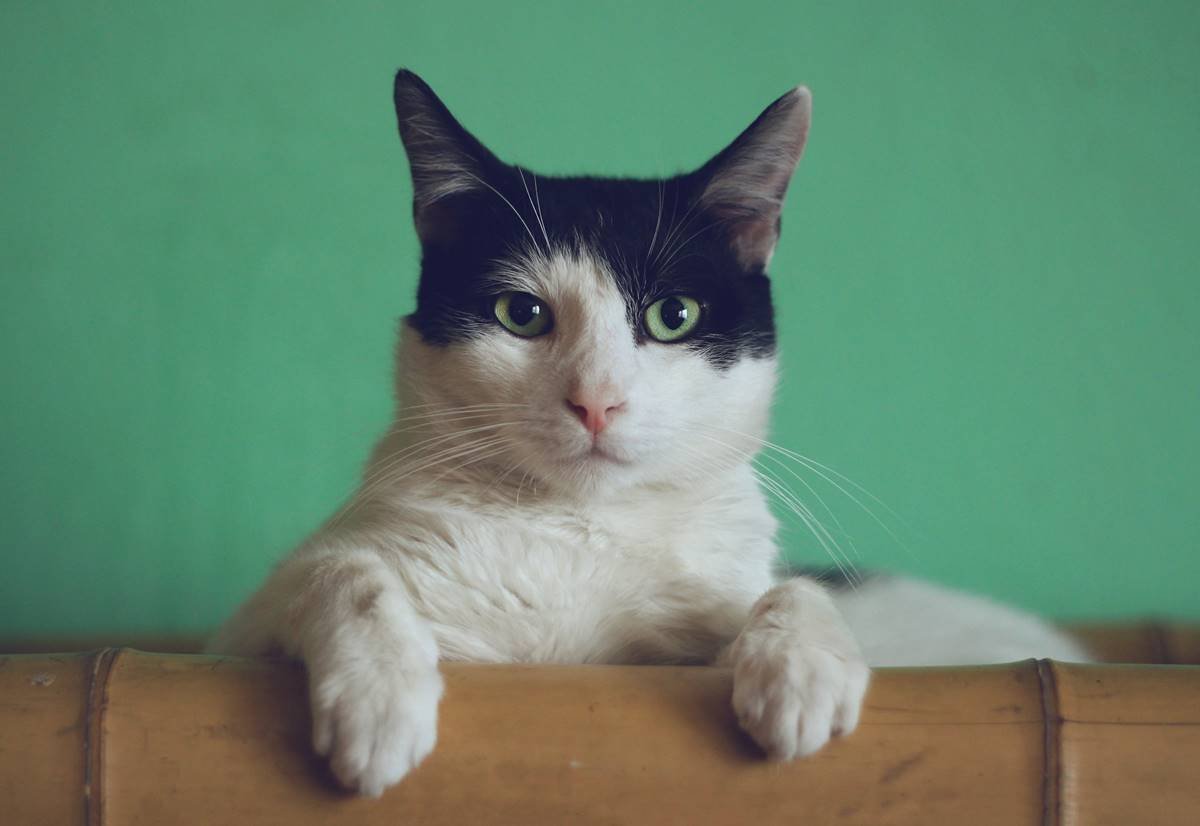 Gato branco com cabeça preta e patas apoiadas em pedaço de madeira olhando para a foto - Metrópoles