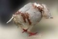 pombo vírus misterioso doença jersey