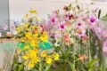 Aparecida de Goiânia realiza 1ª Mostra Metropolitana de Orquídeas