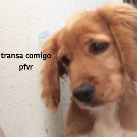 Figurinhas para chamar para transar